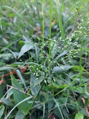 Dichanthelium sabulorum