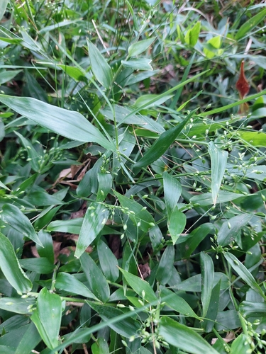 Hemlock Witchgrass (Dichanthelium sabulorum)