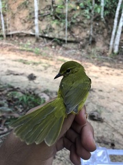 Myiothlypis flaveola