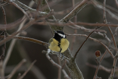Parus major