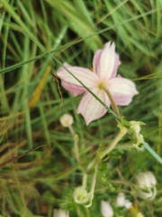 Clematis villosa stanleyi