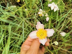 Clematis villosa stanleyi