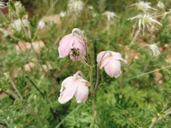 Clematis villosa stanleyi