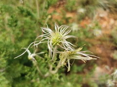 Clematis villosa stanleyi