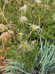 Clematis villosa stanleyi
