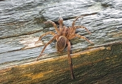 Liocranidae