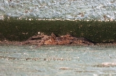 Liocranidae