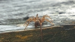 Liocranidae