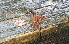 Liocranidae