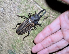 Macrodontia batesi