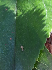 Tautoneura polymitusa