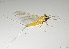 Stenacron interpunctatum heterotarsale