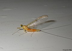 Stenacron interpunctatum interpunctatum