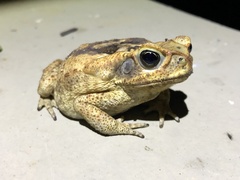 Rhinella diptycha