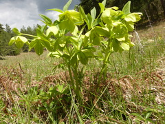 Helleborus odorus