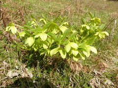 Helleborus odorus