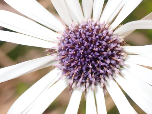 Image of Damnamenia vernicosa by no rights reserved