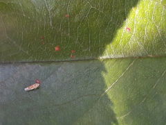 Tautoneura polymitusa