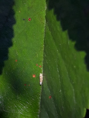 Tautoneura polymitusa