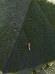 Tautoneura polymitusa