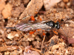 Ichneumonoidea