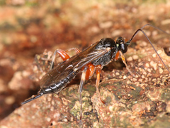 Ichneumonoidea