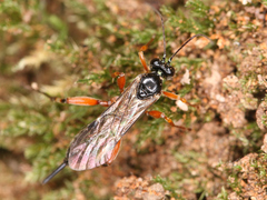 Ichneumonoidea