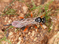 Ichneumonoidea