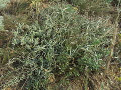 Convolvulus holosericeus