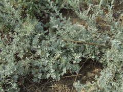 Artemisia fragrans