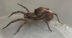 Lycosa erythrognatha