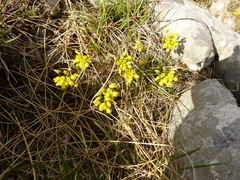 Draba aizoides