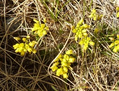 Draba aizoides