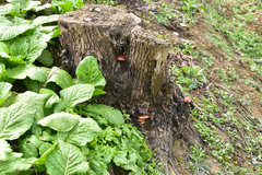 Flammulina filiformis