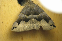 Gondysia smithii