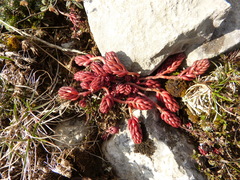 Petrosedum ochroleucum