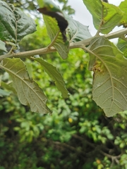 Brachylaena rotundata