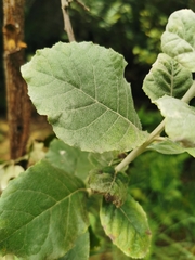 Brachylaena rotundata