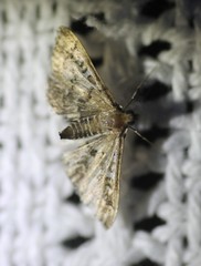 Nacoleia rhoeoalis