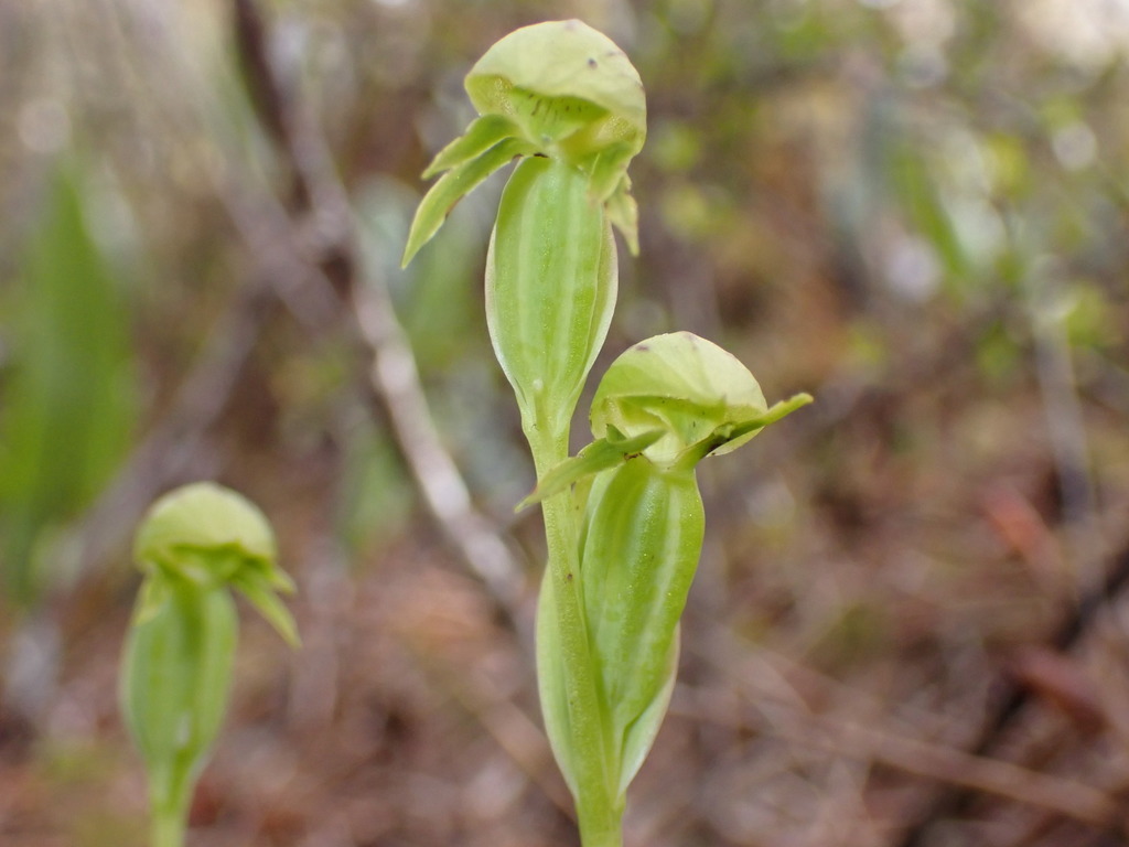 Waireia stenopetala