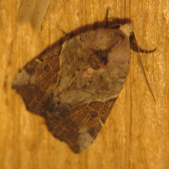 Gonodes liquida