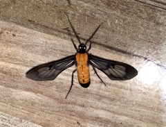 Sarosa notata