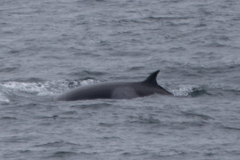 Balaenoptera bonaerensis
