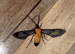 Sarosa notata