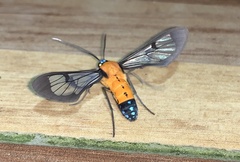 Sarosa notata