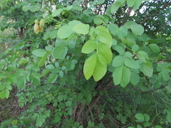 Mimosa caesalpiniifolia