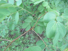 Mimosa caesalpiniifolia