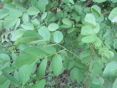 Mimosa caesalpiniifolia