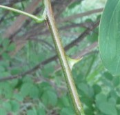 Mimosa caesalpiniifolia