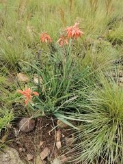 Aloe verecunda